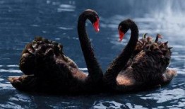 黑天鹅最新爆料视频大全,揭秘不为人知的幕后真相